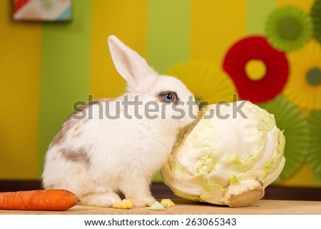 White rabbit with a large cabbage and carrots on a bright background scenery.