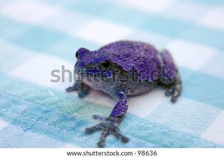 Purple Frog on Blue Checker