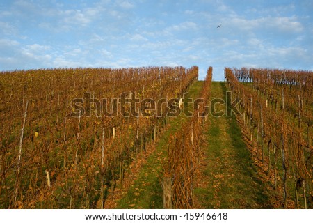 evening light in autumn in a German vineyard