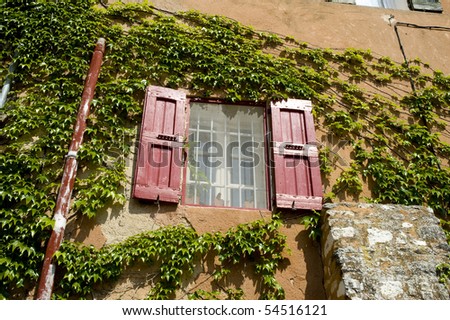 red window shutter in an ochery front of a French house over covered with Virginia  creeper