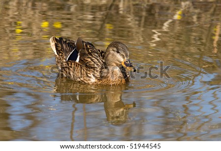 Wild duck swims in the pond in the spring.