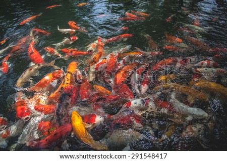 Carp fish eating food in a pond.Background