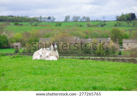Ewe sheep with twin lambs on a farm laid down resting