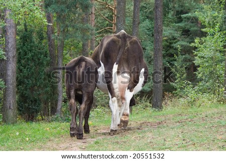bull calf and cow in pine forest