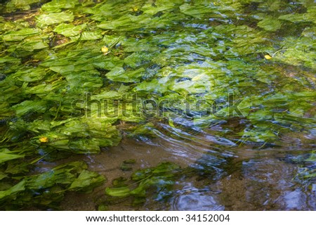 underwater plants and water surface