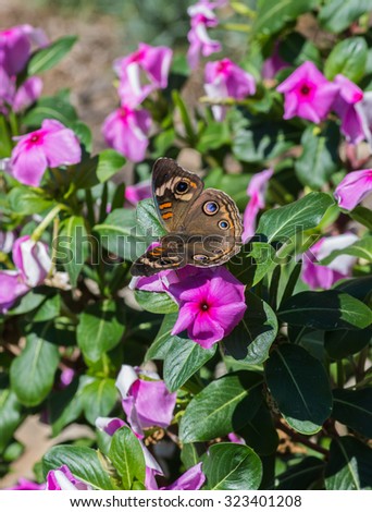 Buckeye butterfly on Vinca