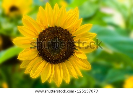 summer decorative sunflowers on green abstract background