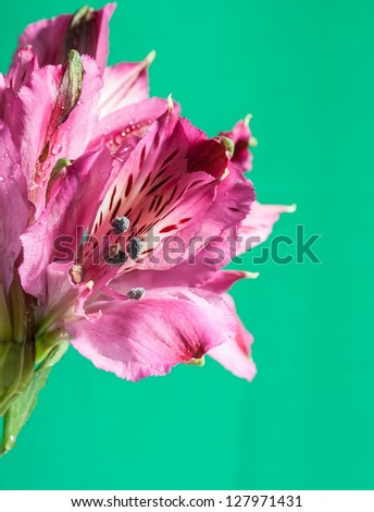 Spring pink flowers isolated on green background.