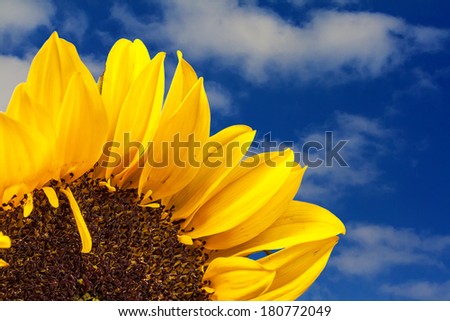 flower sunflower on background of blue sky with clouds