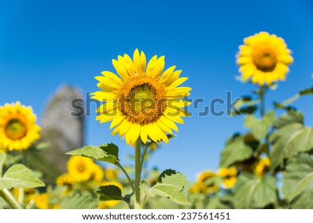 the sun flower field with blue sky and mountain background