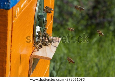 Bees fly to the hive