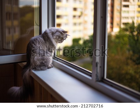 Beautiful grey cat sitting on a windowsill and looking to the window