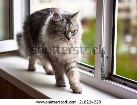 Beautiful grey cat is on a windowsill and looking to the window