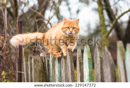 Fluffy ginger tabby cat walking on old wooden fence
