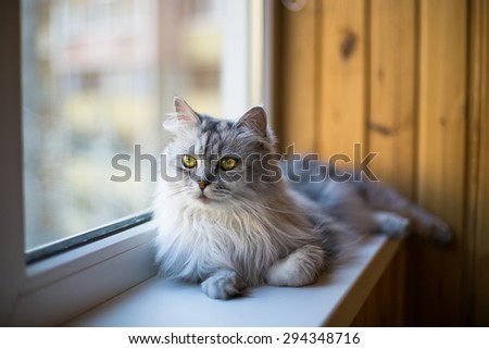 Beautiful grey cat on windowsill and looking to a window