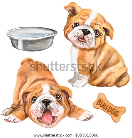 Watercolor illustration of two english bulldogs, favorite pet, ginger dog, furry friend, bulldog puppies
