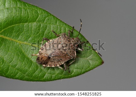 Brown marmorated stink bug, Halyomorpha halys, an invasive insect pest.
 Foto stock © 