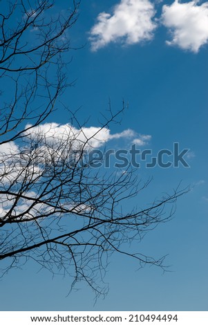 Tree branches, Clouds and blue sky on a great summer day in Sweden.