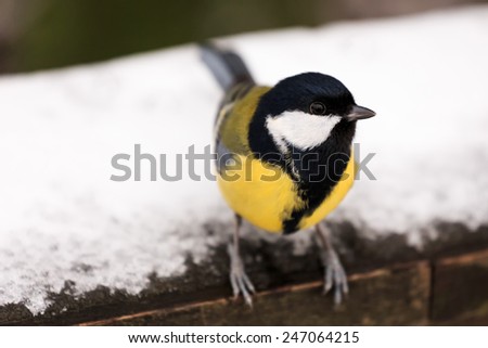 Great Tit - Parus major - on rail with snow