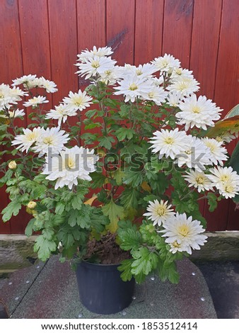 Similar – Image, Stock Photo Flowering Chrysantems