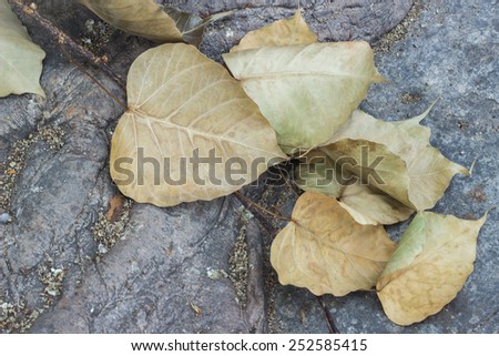 Dry leaf of a Ficus religiosa or Sacred Fig