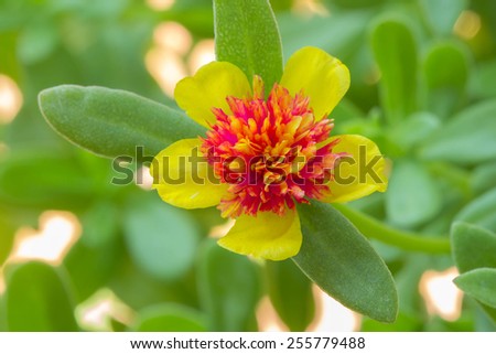Portulaca, Moss Rose, Sun plant, Sun Rose