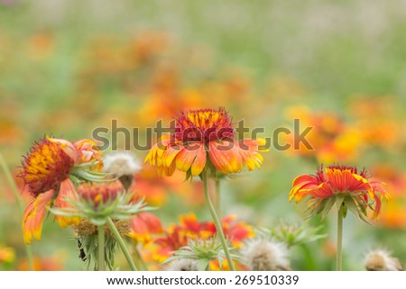 Field of Gaillardia flowers(Blanket flowers)