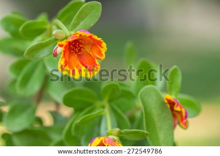 Portulaca, Moss Rose, Sun plant, Sun Rose flower