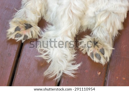Closeup tail and paws of white dog lying on floor