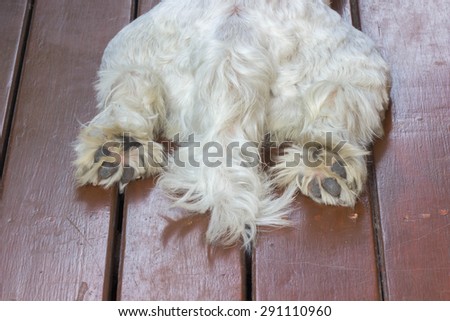 Closeup tail and paws of white dog lying on floor