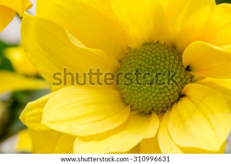 Closeup of yellow Mum flower