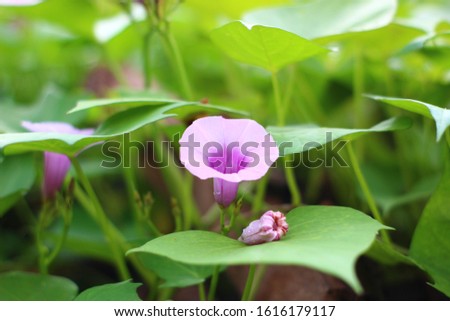 Shutterstock Puzzlepix