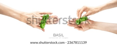 Similar – Image, Stock Photo photo of basil growing in a pot near a window