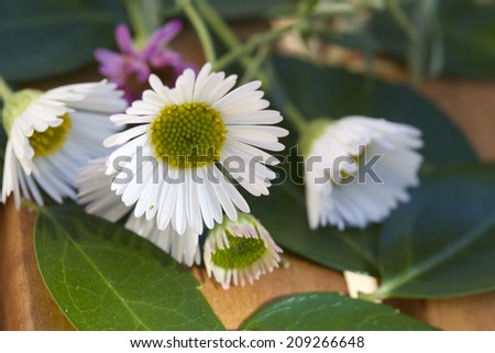 bunch of white daisy flowers with green leafs on the table for flowers decoration outdoor