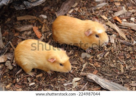 two cute yellow guinea pig from south america at symbio wildlife park in australia