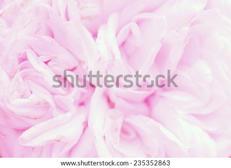 vivid sweet light pink rose petal texture with soft color flower background