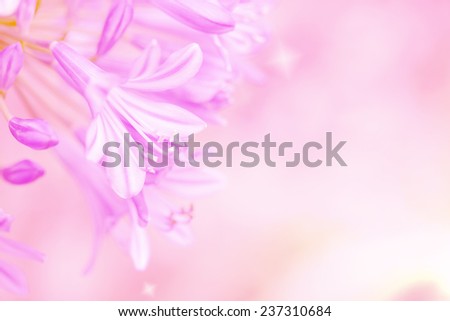 sweet purple lily of nile in summer on shiny soft pink color for background