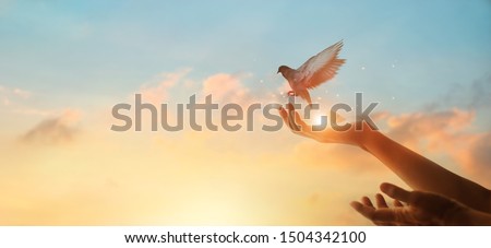 Woman praying and free bird enjoying nature on sunset background, hope concept  Foto stock © 