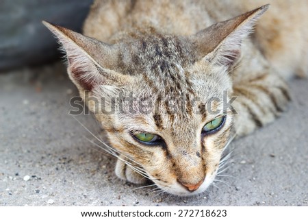 Relaxing cat on sand background