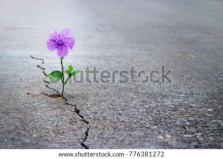 Purple flower growing on crack street, soft focus, blank text Foto stock © 