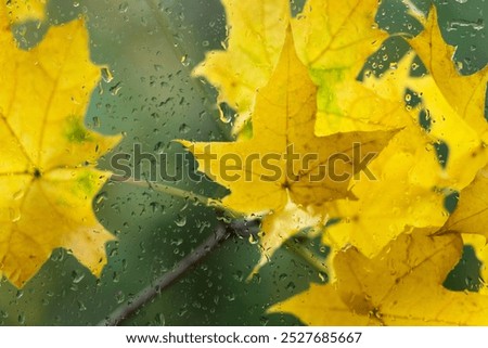 Similar – Image, Stock Photo Wet maple leaves in black and white