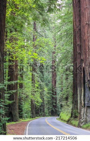 Avenue of the Giant, Redwood National Park, California, USA