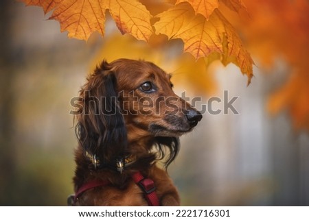 Similar – Image, Stock Photo Dachshund in window Puppy