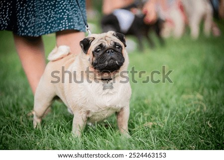 Similar – Image, Stock Photo Owner petting pug dog on grass