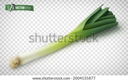 Vector realistic illustration of a leek on a transparent background