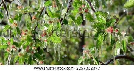 Similar – Foto Bild Eiszapfen am Apfelbaum