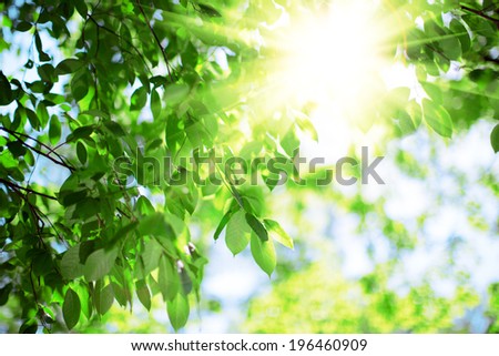 Sun and green leaves. Green leaves on a background of blue sky and sunshine. Sun rays in  green leaves of  trees.