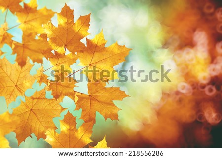 Fall, autumn, leaves backgroung. A tree branch with autumn leaves of a maple on a blurred background