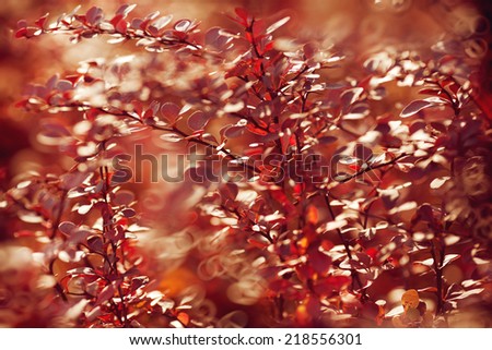 Fall, autumn, leaves background. A tree branch with autumn leaves of a maple on a blurred background. Landscape in autumn season