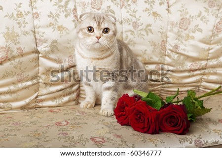The image of a cat sitting on a beautiful vintage couch